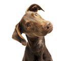 少し不安になる『犬…