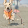 犬が散歩中に突然ダ…