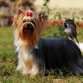 犬の毛を『キレイに…