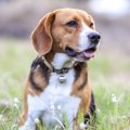 犬が口をプルプルさ…