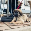 【福岡県】犬と行け…