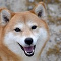 飼い主の元気がなく…