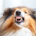 犬が『絶対嫌』と言…