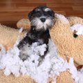 「犬は嘘をつかない…