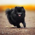 黒いポメラニアンの…
