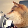 12歳の老犬が『スタ…