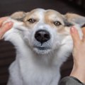 犬のほっぺが伸びる…