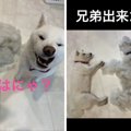 「柴犬の抜け毛を舐…