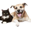 保護犬や保護猫に新…