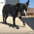 仲良し男女犬をレス…
