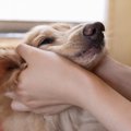 犬に『構いすぎては…