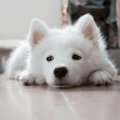 【これから子犬を飼…