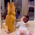 犬が『自宅警備』し…