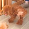 ある日から子犬の歩…