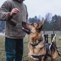 犬の歩行器の選び方…