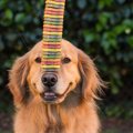 犬のごほうびにあげ…