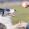 犬を『賢く育てる』…