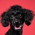 犬の視覚と人間の赤…