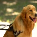 犬の足の裏は人間の…