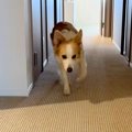 出かけようとすると…
