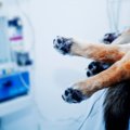 なぜ子犬と老犬は麻…