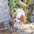 犬が『マーキング』…