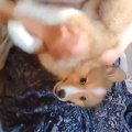 子犬が『犬飼い歴16…