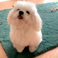おやつ下さい！「マ…