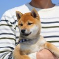 『犬が苦手な犬』に…