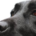 がん探知犬の検査で…