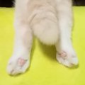 ハスキー犬が『ぬい…
