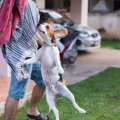犬のジャンプや飛び…