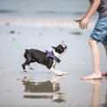 ボストンテリアの飼…