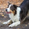 犬が何かに興味を持…