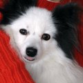パピヨンのブリーダ…