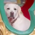 大型犬と一緒にメリ…