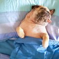 夏に犬を留守番させ…