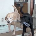 飼い主さんの指示で…