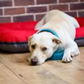 犬がおやつを隠しな…