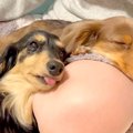 犬が『飼い主を好き…