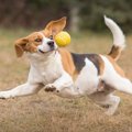 犬の体温はなぜ高い…