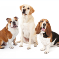 犬の性格は種類で全…