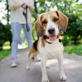 犬が飼い主の指示を…
