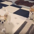 「にらめっこし～ま…