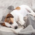 犬を飼って長い人が…