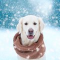 犬の寒さ対策！冬を…