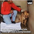人馴れしていない犬…