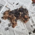 本体じゃない…だと……
