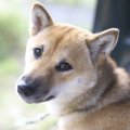 犬が『情緒不安定』…