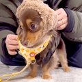 犬が『散歩の準備が…